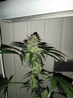IMG_20251202_184858.jpg