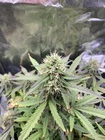 IMG_2737.jpeg