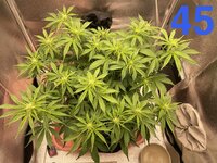 IMG_2118.jpeg