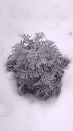 IMG_20260123_122705.jpg