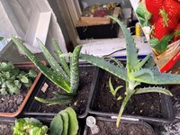 IMG_2720.jpeg