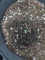 IMG_0787.jpeg