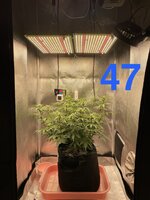 IMG_2140.jpeg