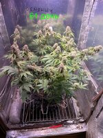 IMG_2739.jpeg