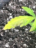 IMG_4093.jpeg