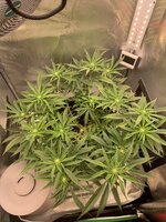 IMG_9659.jpeg