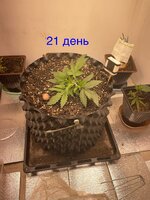 IMG_2770.jpeg