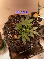 IMG_2823.jpeg