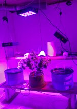 20260129_060236.jpg