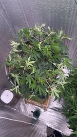 IMG_20260129_120225_954.jpg