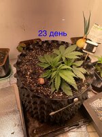 IMG_2833.jpeg