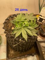 IMG_2886.jpeg