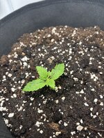 IMG_0853.jpeg