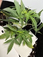 IMG_0854.jpeg