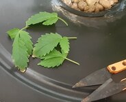 20250706_065945.jpg