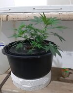 20260203_060400.jpg