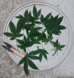 20250720_204444.jpg