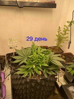 IMG_2953.jpeg