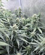 IMG_0307.jpeg