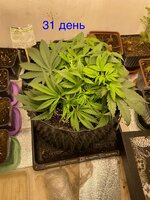 IMG_2972.jpeg
