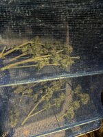 IMG_2987.jpeg