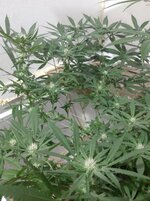 20260208_061748.jpg