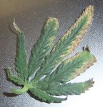 DSCF0134.JPG