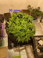 IMG_3016.jpeg