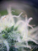 IMG_9872.jpeg