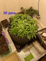 IMG_3028.jpeg