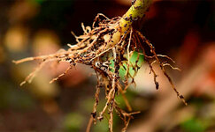 roots.jpg roots.jpg