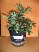 DSCF0179.JPG