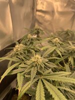 IMG_9914.jpeg