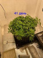 IMG_3070.jpeg