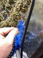 IMG_2849.jpeg