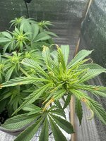 IMG_3689.jpeg