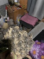 IMG_3144.jpeg
