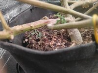 IMG_20260227_124844.jpg
