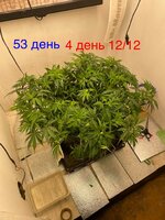 IMG_3238.jpeg
