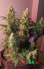 P2270820-2.jpg