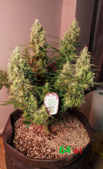 P2270826-2.jpg