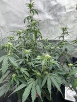 IMG_0126.jpeg