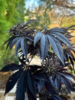 IMG_1155.jpeg