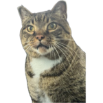 1772805154213.png 1772805154213.png
