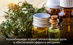 Kannabinoidy__MiK0jGVyPnAcKNBf.jpg