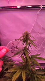 IMG_0873.jpeg