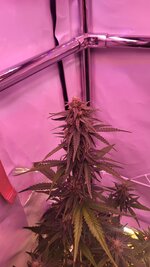 IMG_0879.jpeg