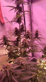 IMG_0880.jpeg