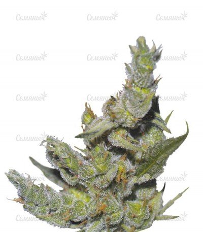 sort_Sterling_Haze_Nirvana_Seeds__XTziLyFcCw3X5hRU.jpg sort_Sterling_Haze_Nirvana_Seeds__XTziLyFcCw3X5hRU.jpg