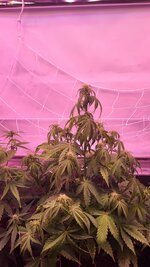 IMG_0907.jpeg